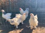 Broedeieren brahma, Animaux & Accessoires, Sexe inconnu, Poule ou poulet