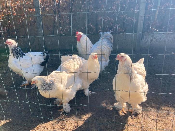 Broedeieren brahma, Animaux & Accessoires, Volatiles, Poule ou poulet, Sexe inconnu