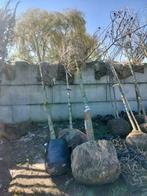 Amberboom Liquidambar styraciflua 'Worplesdon' 20+ kluit., Tuin en Terras, Ophalen of Verzenden, 400 cm of meer