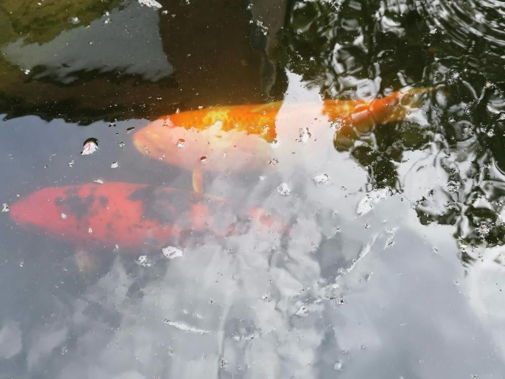 8 poissons koï japonais, Animaux & Accessoires, Poissons | Poissons d'étang