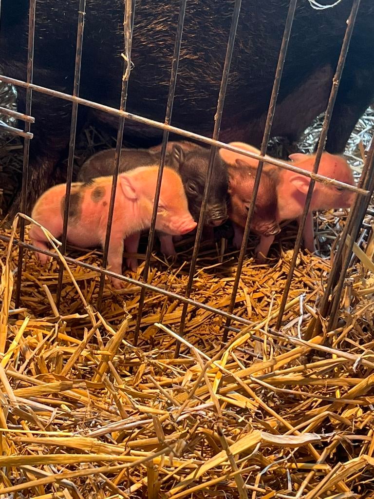 Mini cochons ventrus à vendre, Animaux & Accessoires, Porcs