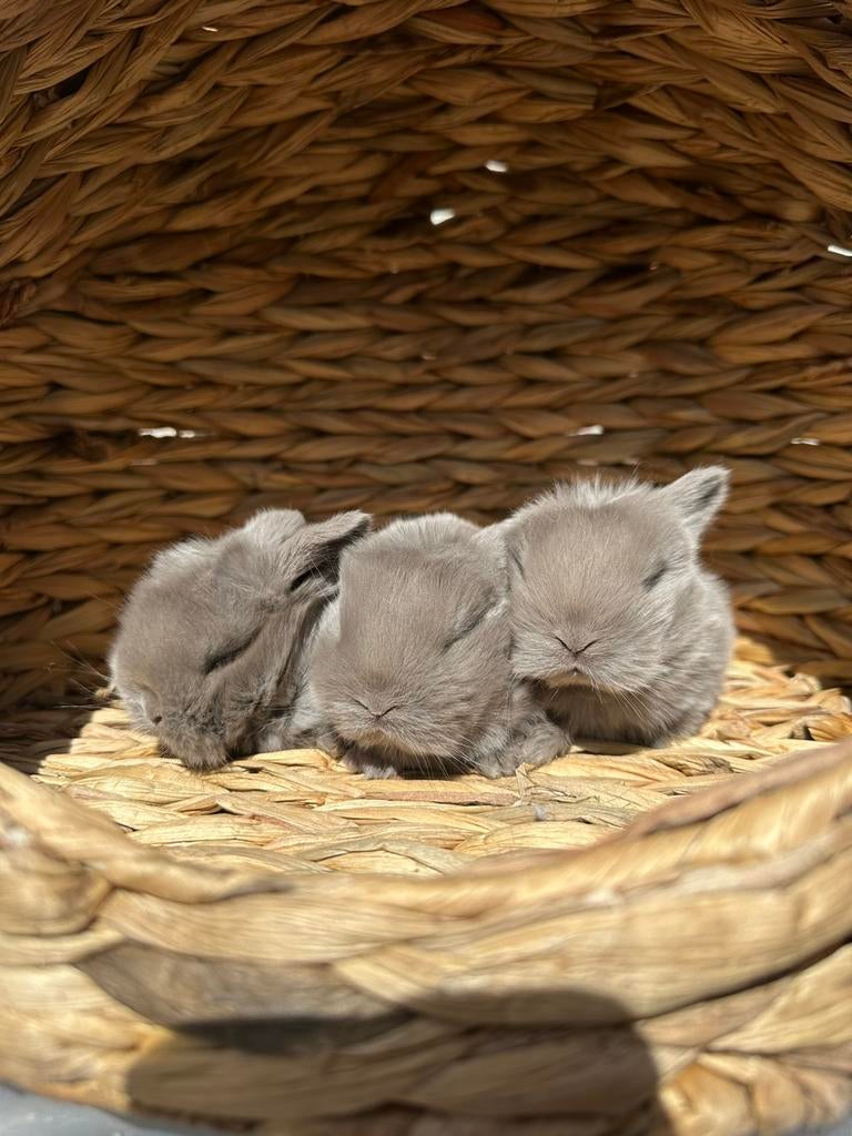 Minilop nestjes, Dieren en Toebehoren, Knaagdieren, Februari, Tam