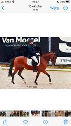 Brave wedstrijd pony, Enlèvement, Comme neuf