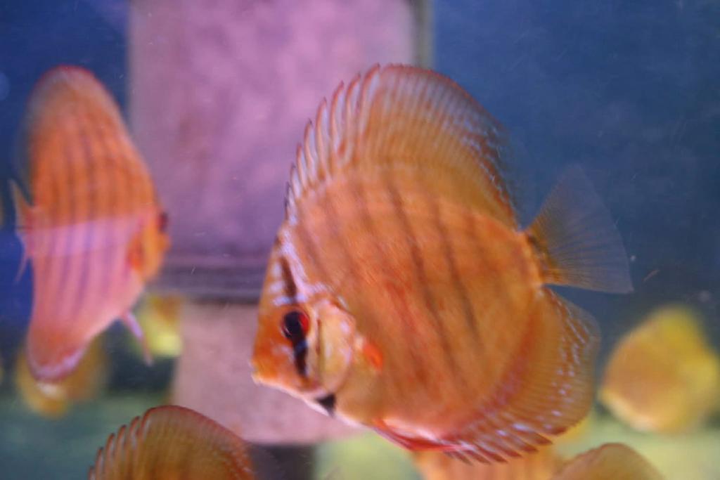 Discus, Dieren en Toebehoren, Vissen | Aquariumvissen