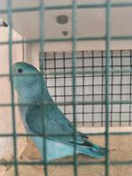 Forpus split fallow, Dieren en Toebehoren, Vogels | Parkieten en Papegaaien