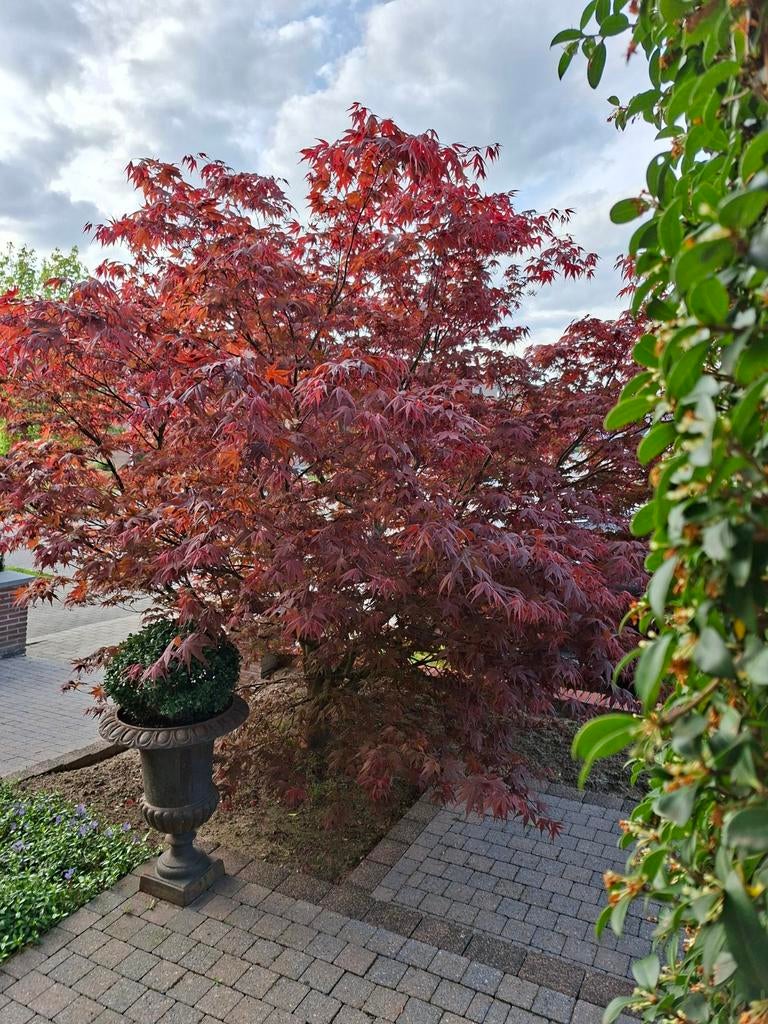 Acer Atropurpureum - Zaailingen., Ophalen, Overige soorten