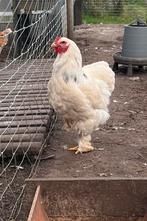 Jonge brahma haan van vorig jaar, Dieren en Toebehoren, Pluimvee