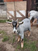 Dwerggeit, Mannelijk, Geit, 0 tot 2 jaar