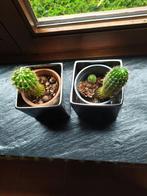 Les cactus cherchent un nouveau foyer., Enlèvement ou Envoi