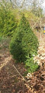 taxus te koop, Tuin en Terras, Planten | Struiken en Hagen, Ophalen, Taxus