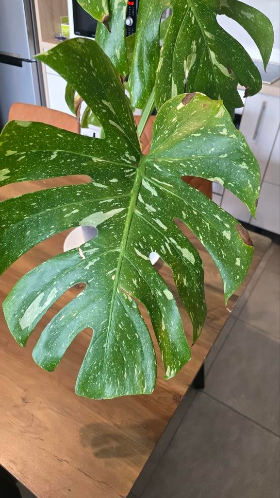 Boutures Monstera Constellation, Maison & Meubles, Plantes d'intérieur, Autres espèces, En pot, Moins de 100 cm, Enlèvement