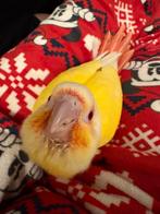 Jonge Handtamme Lutino Pyrrhura’s, Animaux & Accessoires, Oiseaux | Perruches & Perroquets, Sexe inconnu, Perruche, Domestique