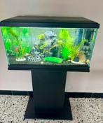 Aquarium met vissen alles is nieuw!, Dieren en Toebehoren