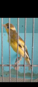 Très beau mal canari belge  à, Mâle, Canari de posture