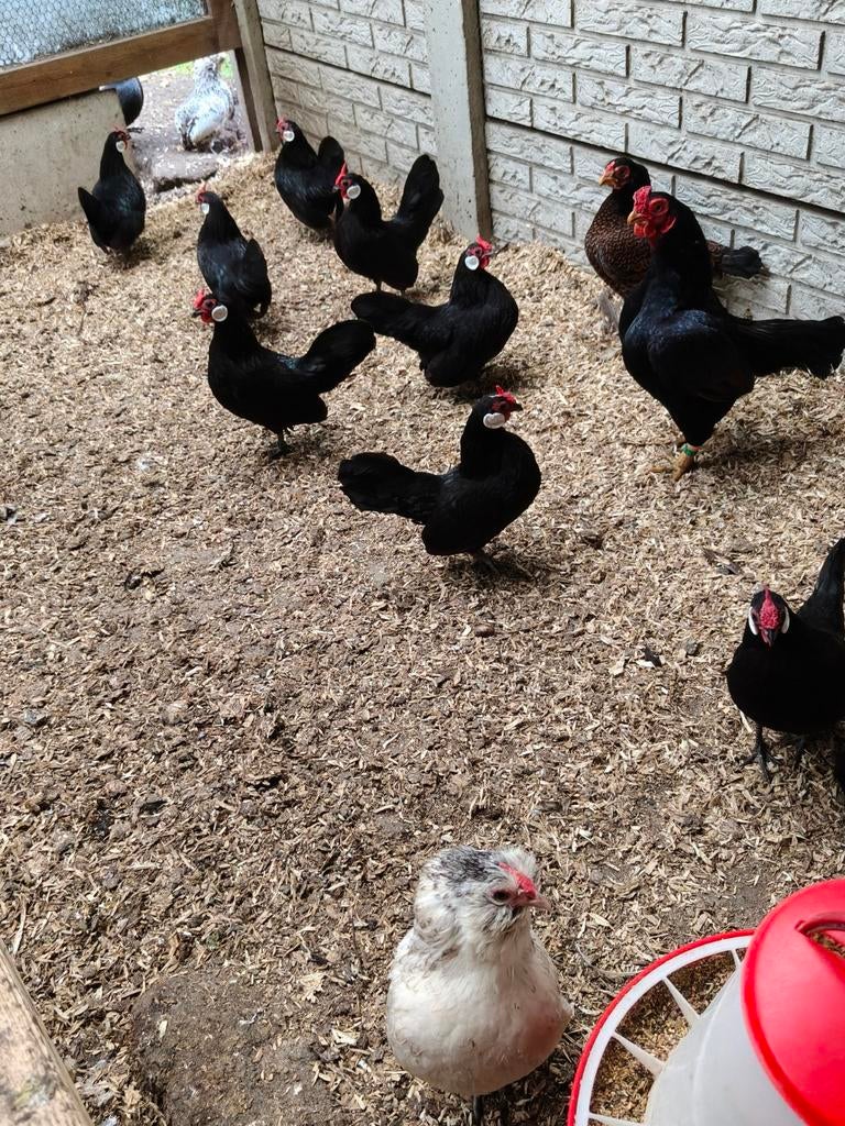 Belles pommes de terre Java noires., Plusieurs animaux, Poule ou poulet