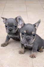 franse bulldog pups,reutje,blue tan, Animaux & Accessoires, Chiens | Bouledogues, Pinschers & Molossoïdes, Chien (mâle), Hépatite contagieuse (maladie de Rubarth)