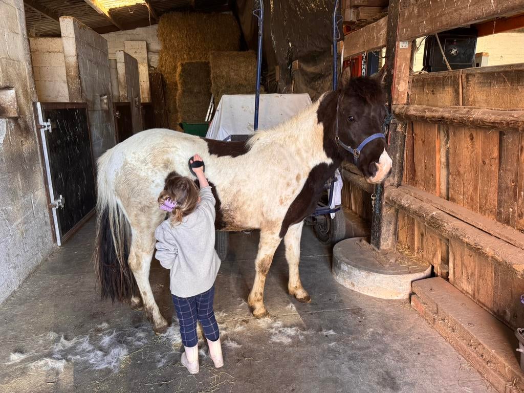 Halve stal / te koop, Dieren en Toebehoren, Ruin, B