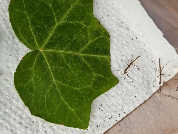 Wandelende takken nimfen, Dieren en Toebehoren, Insecten en Spinnen