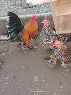 gezocht sabelpoot kriel, Dieren en Toebehoren, Pluimvee, Meerdere dieren, Kip