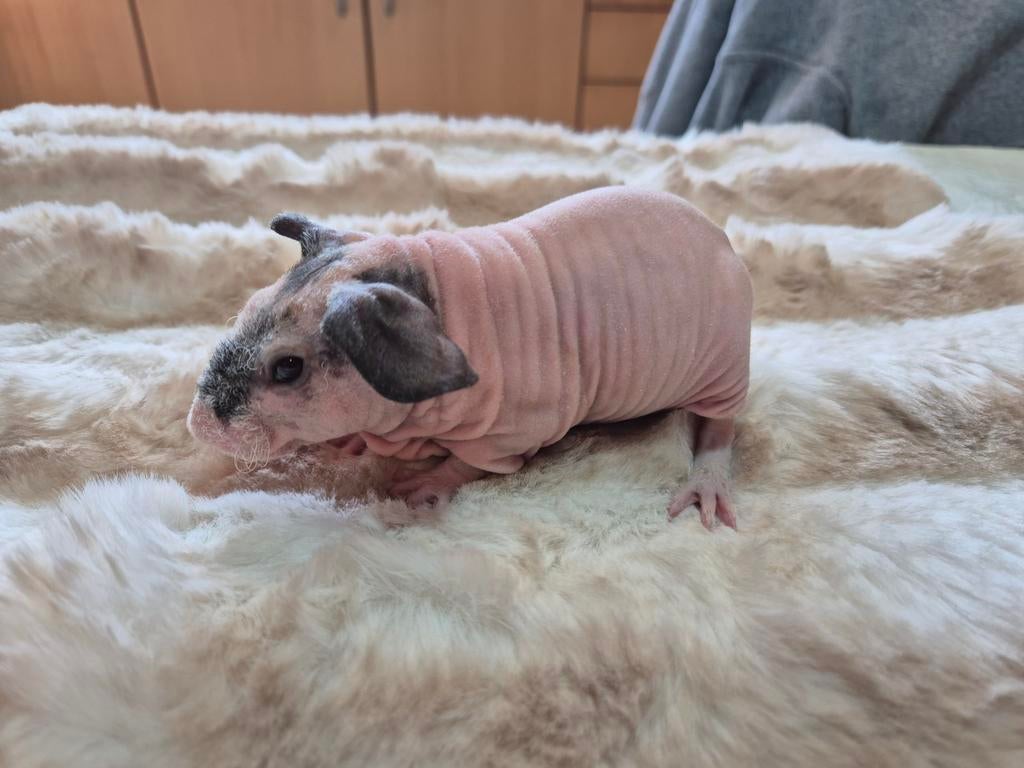 Super knap jong dalmatiner skinny beertje, Dieren en Toebehoren, Mannelijk, Tam, Maart, Cavia