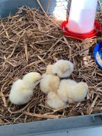 Poussins Poule de Bresse à vendre, Animaux & Accessoires, Volatiles, Plusieurs animaux, Poule ou poulet