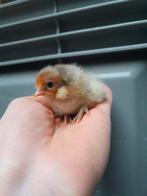 Paaskuikens beschikbaar (groene eitjes!), Dieren en Toebehoren, Pluimvee, Geslacht onbekend, Kip