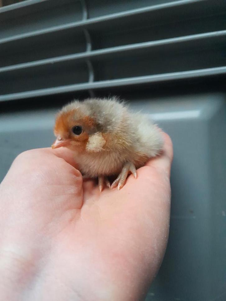 Paaskuikens beschikbaar (groene eitjes!), Dieren en Toebehoren, Pluimvee, Kip, Geslacht onbekend