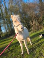 Grote maat Homozygoot palomino bonte shetlander hengst!!, Dieren en Toebehoren, Pony's, Met stamboom, Niet van toepassing, 0 tot 2 jaar