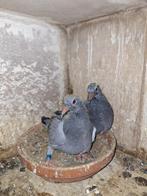 Koppel jongen Hafo/Grote Hafo, Dieren en Toebehoren, Vogels | Duiven, Geslacht onbekend, Postduif