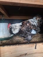 Duitse faverolles hanen., Dieren en Toebehoren, Mannelijk, Kip