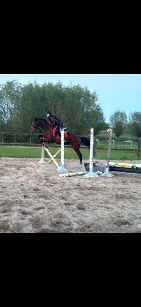 Allround ruin, Animaux & Accessoires, Chevaux, Hongre, 3 à 6 ans, Avec puce électronique, Vermifugé, Vacciné