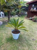 Kleine palm, Ophalen