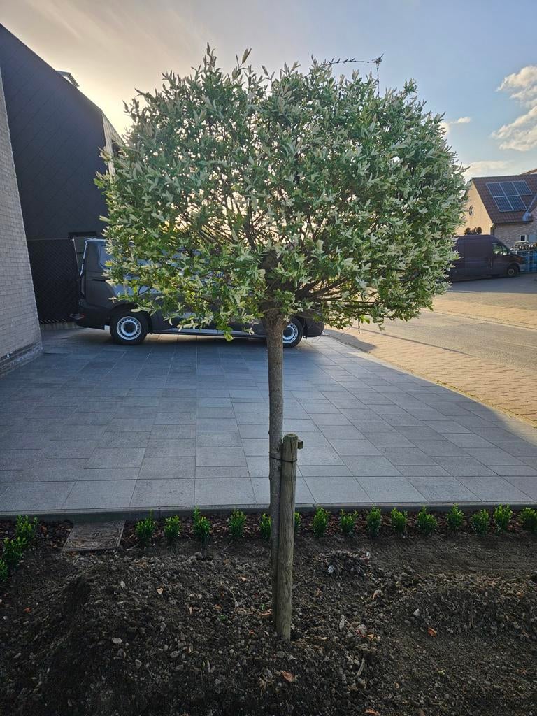 Salix integra, Enlèvement, 100 à 250 cm