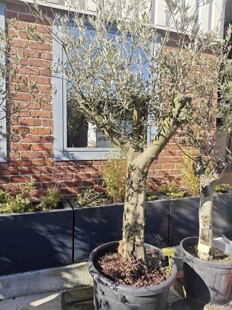 Grand olivier, Jardin & Terrasse, Enlèvement, Olivier