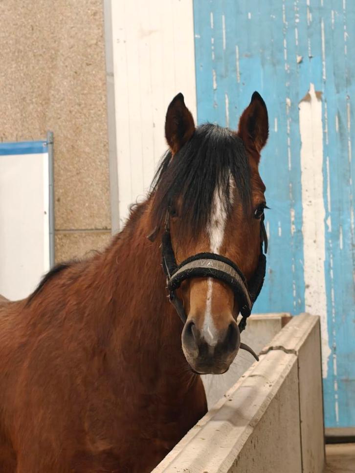 Halve stal aangeboden, Dieren en Toebehoren, Paarden