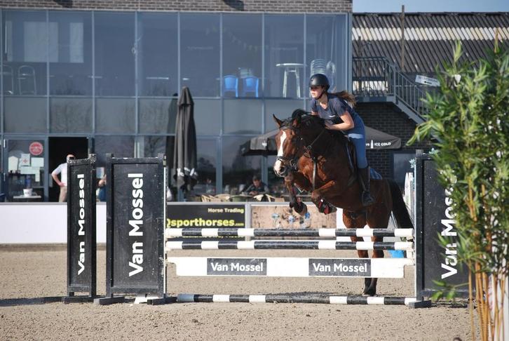 5 jarig springpaard met goede instelling, Animaux & Accessoires, Chevaux, Hongre, B, 165 à 170 cm, 3 à 6 ans, Cheval de saut, Avec pedigree