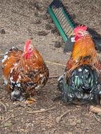 Cochin kriel haantjes, Animaux & Accessoires