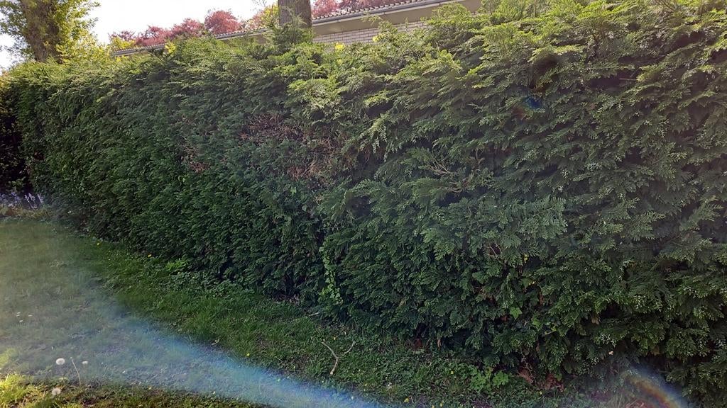 Haag, Jardin & Terrasse, Plantes | Arbustes & Haies, Enlèvement, Haie