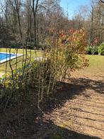 Charmes 25 pc, Jardin & Terrasse, Plantes | Arbres, Enlèvement, Printemps, Autres espèces, 100 à 250 cm