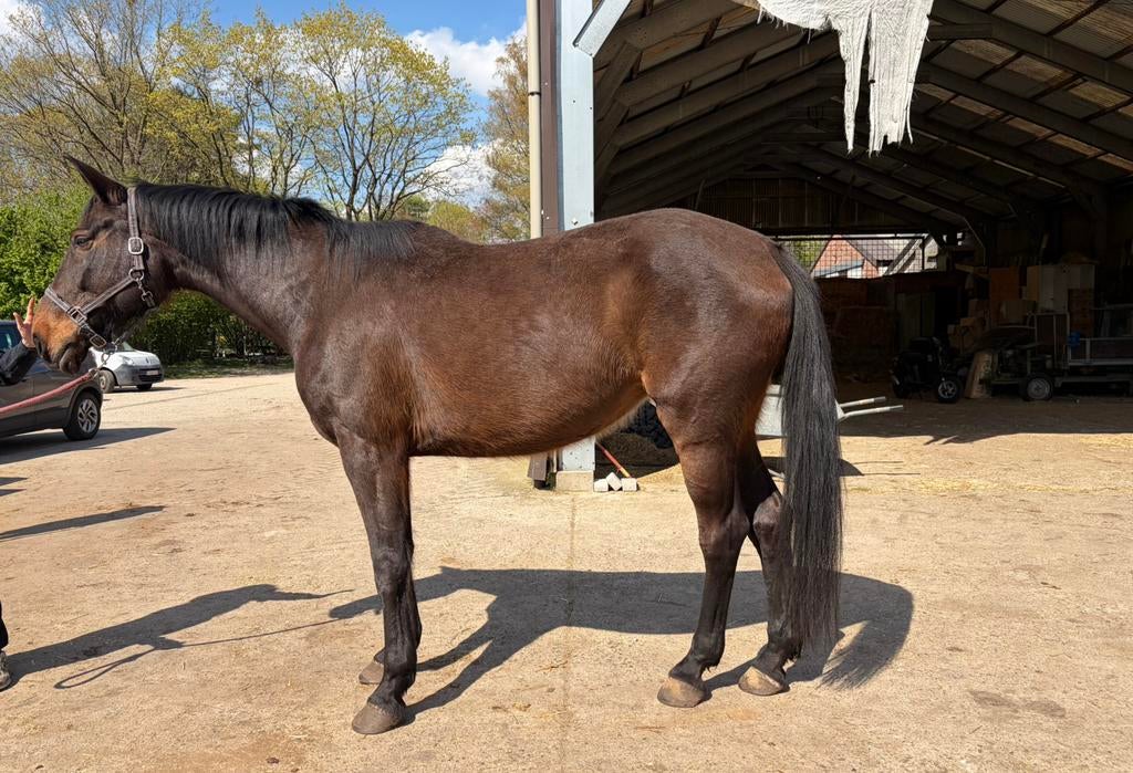 Fokmerrie te koop!, Dieren en Toebehoren, Paarden, Merrie, Niet van toepassing, 170 tot 175 cm, 7 tot 10 jaar