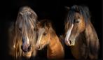 Diverse ponys, Dieren en Toebehoren, Pony's, Hengst