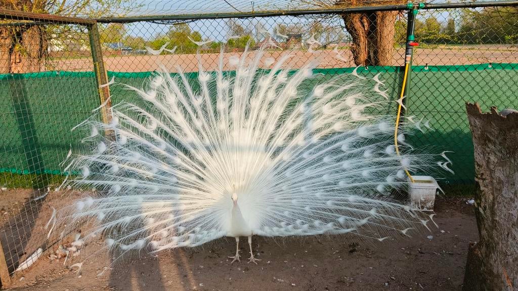 Prachtige pauwen en fazanten tekoop, Dieren en Toebehoren, Pluimvee