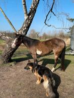Benthorse, Animaux & Accessoires, Chevaux, Jument