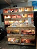 Osb3 terrarium RepHouSZ. Ook maatwerk, Ophalen, Nieuw, Terrarium of Paludarium