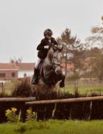 5 jarige spaanse Ruin, Dieren en Toebehoren, Paarden, Gechipt, Springpaard, Minder dan 160 cm, Ruin