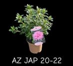 Azalea japonica 14cm pot Stuntprijs 2€, Tuin en Terras, Ophalen