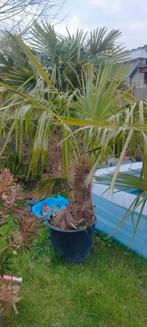 Trachycarpus fortunei palmboom, Ophalen, Palmboom, 100 tot 250 cm