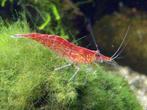 Cherry shrimp, Dieren en Toebehoren, Vissen | Aquariumvissen