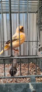 Canaries, Animaux & Accessoires