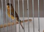 Harlekijn, Dieren en Toebehoren, Vogels | Kanaries